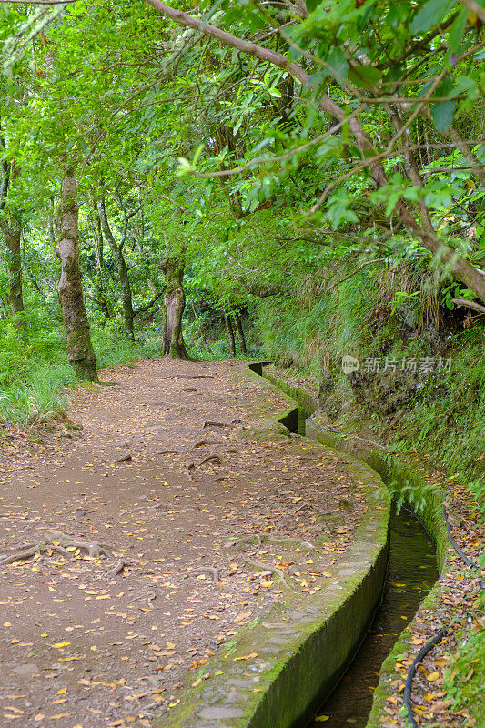 Forest view along the Vereda dos Balcões in the mountains of Madeira island
